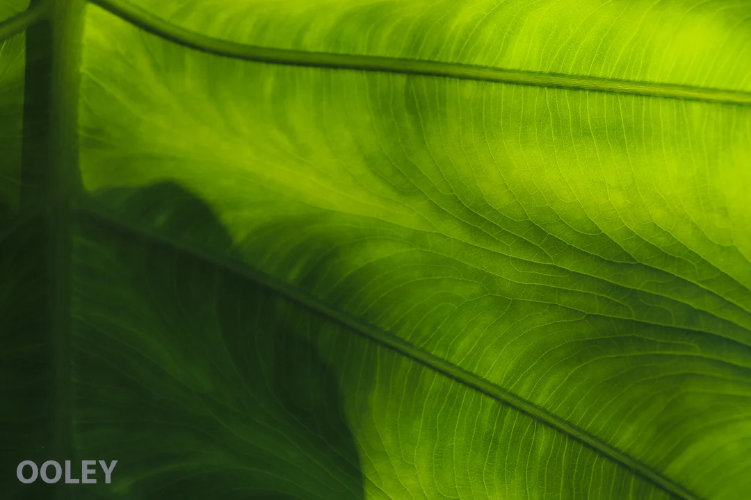 LeafDetail_DentonWeb.jpg