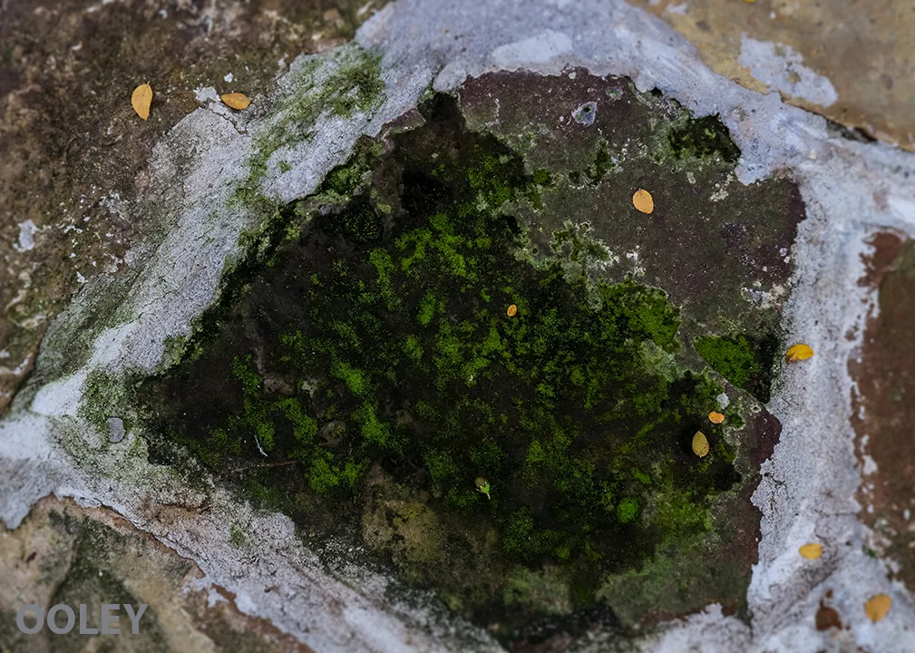 Puddle_DentonWeb.jpg