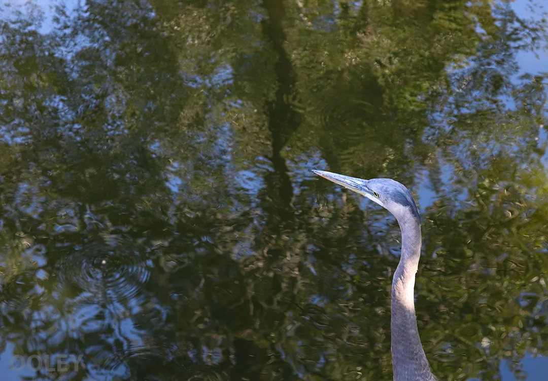 CraneWeb.jpg