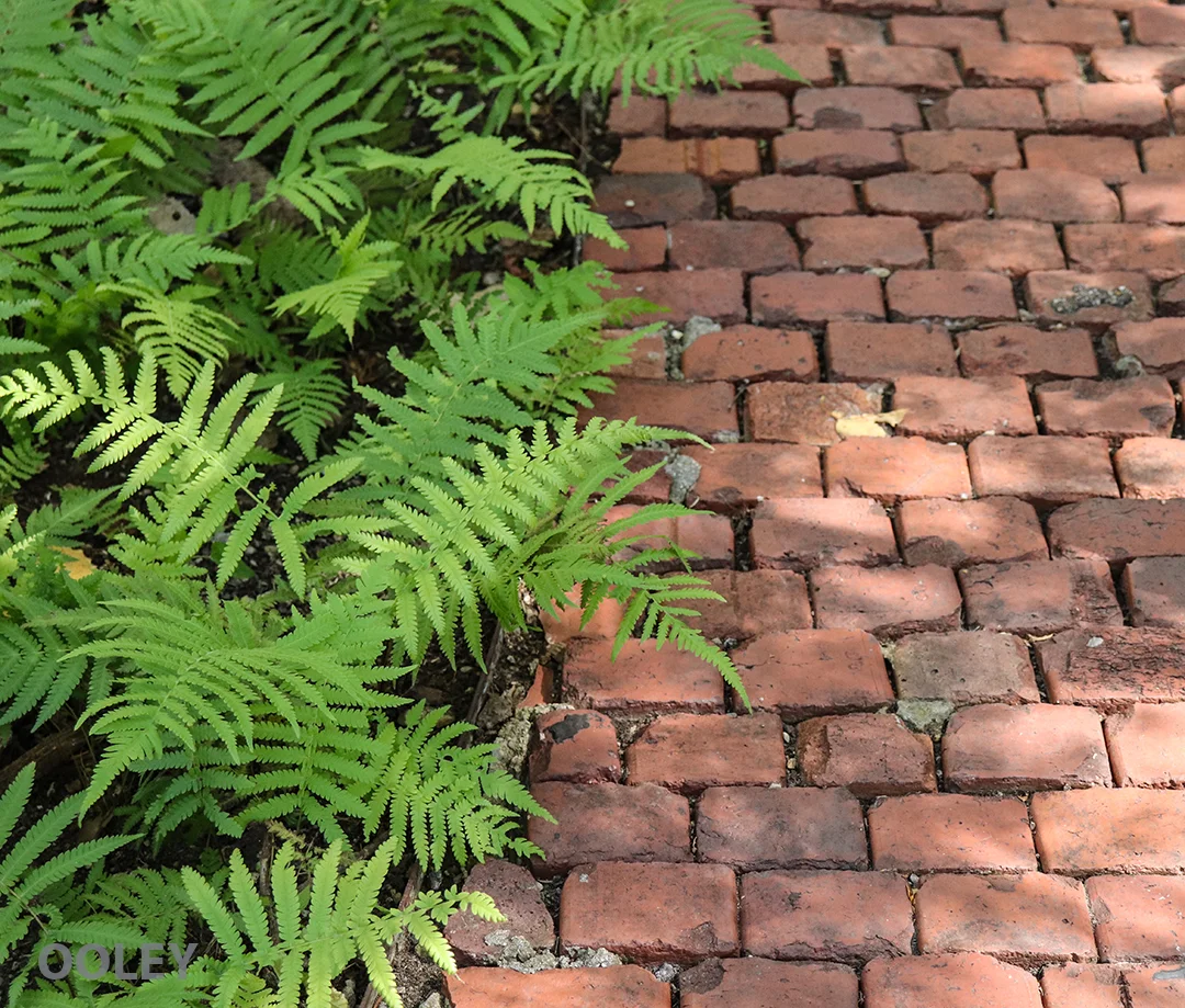 BrickFernWeb.jpg
