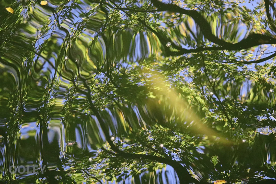 WaterRippleWeb.jpg