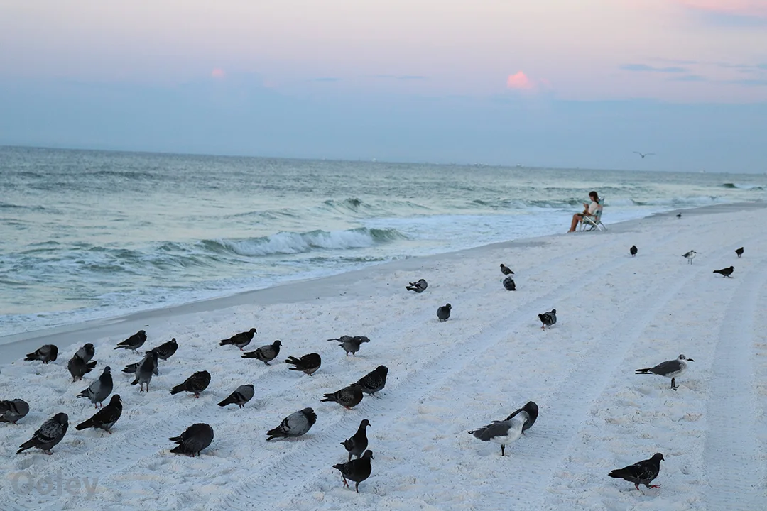 BeachBirdsLadyWeb.jpg