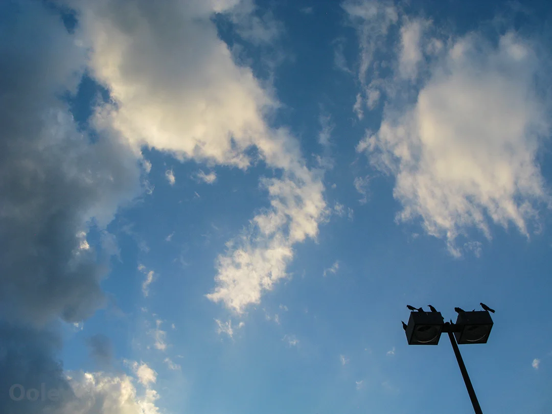 BirdLampSkyscapeWeb.jpg