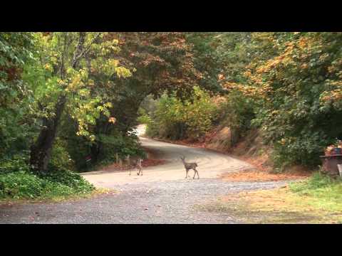 Birch Creek Arts and Ecology Center