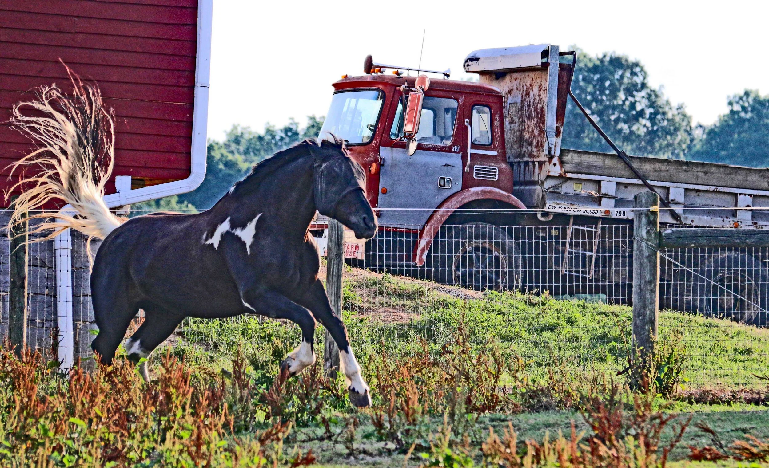 AJ Morey Timberville, VA Photography Member since September 2018 I'm a late life photographer who began by documenting horse-human interactions in equine therapies and animal connections. I’m also interested in photography that interacts with social issues and celebrates the beauty of the quotidian. My book, Picturing Dogs, Seeing Ourselves: American Vintage Photographs (Penn State UP, 2014) is based on my collection of antique and vintage postcards of people with their dogs, and I have a similar collection focused on women and horses. I'm still pondering what do to with those and my own photos of women with horses. My photos have been published in The Horse Cure: Remarkable Horses Bringing Miraculous Change to Humankind (Trafalgar Square Press, May 2019) by horse specialist Michelle Holling-Brooks. My first show, "Defy the Machine," was a First Friday event at the Wilson Downtown Gallery, August 3-September 28, 2018, and my work has since been included in other regional and national shows.