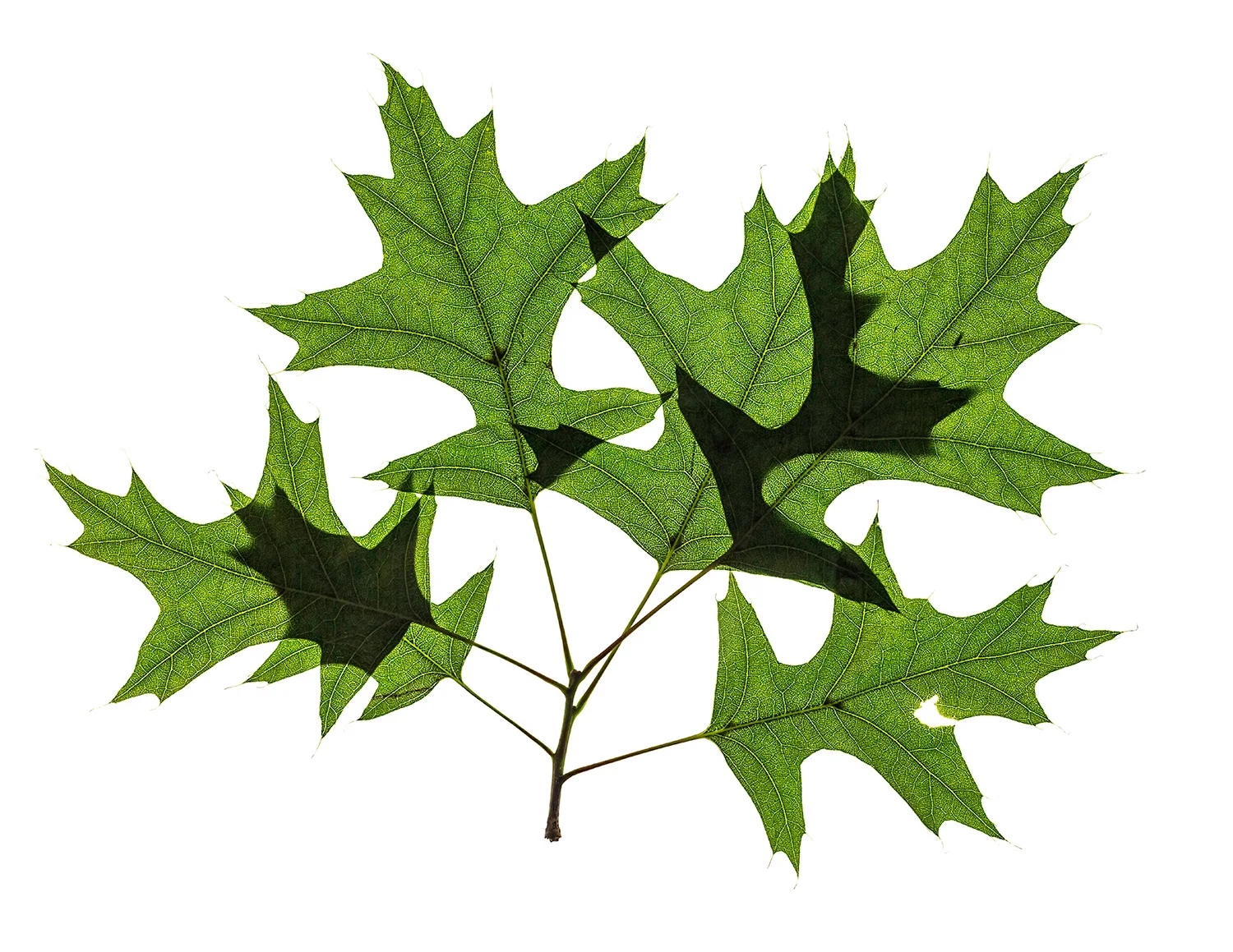 Genius Loci - Tom Bovo  