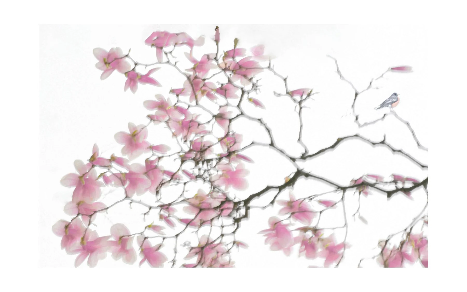 Robin-on-Magnolia-Branch--David-edit.jpg