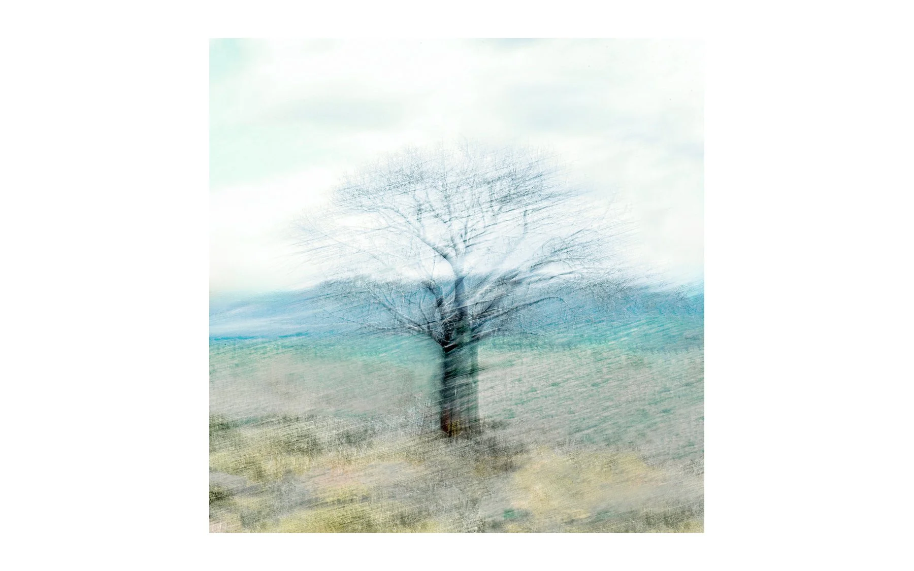 _tree-fragility-OC-edit.jpg