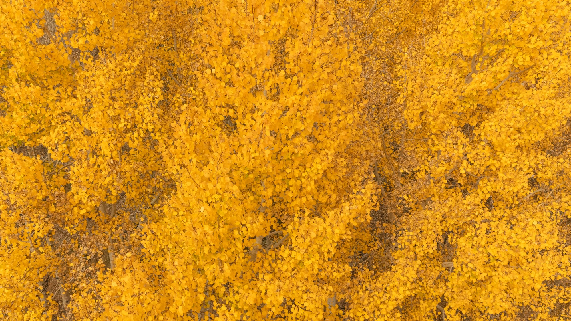 Marble, Colorado, 'Aspen Trees'