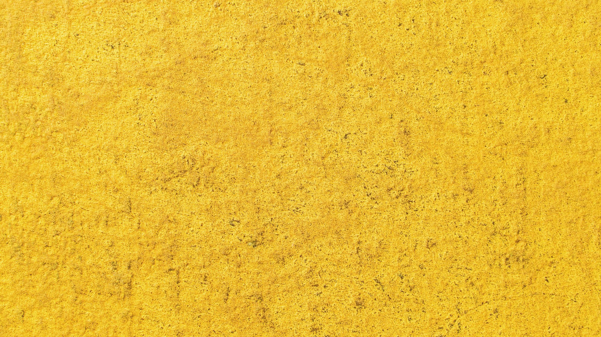 Carrizo Plain, California, 'Goldfields Superbloom'