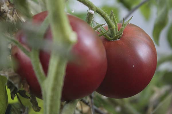 cherokee-purple-tomatoes.jpg