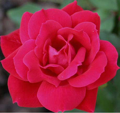 Knockout_Rose_Double_Red.jpg