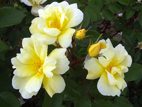 yellow-knockout-rose.jpg