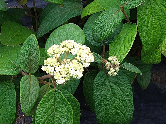 Viburnum_rhytidophylloides_Alleghany_Leaves_Flower.jpg