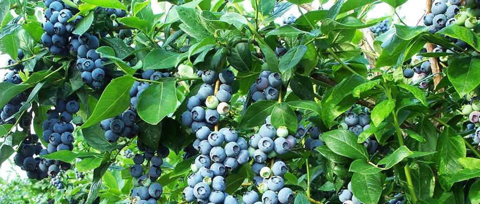 Summer's Fruit— Start a Blueberry Patch