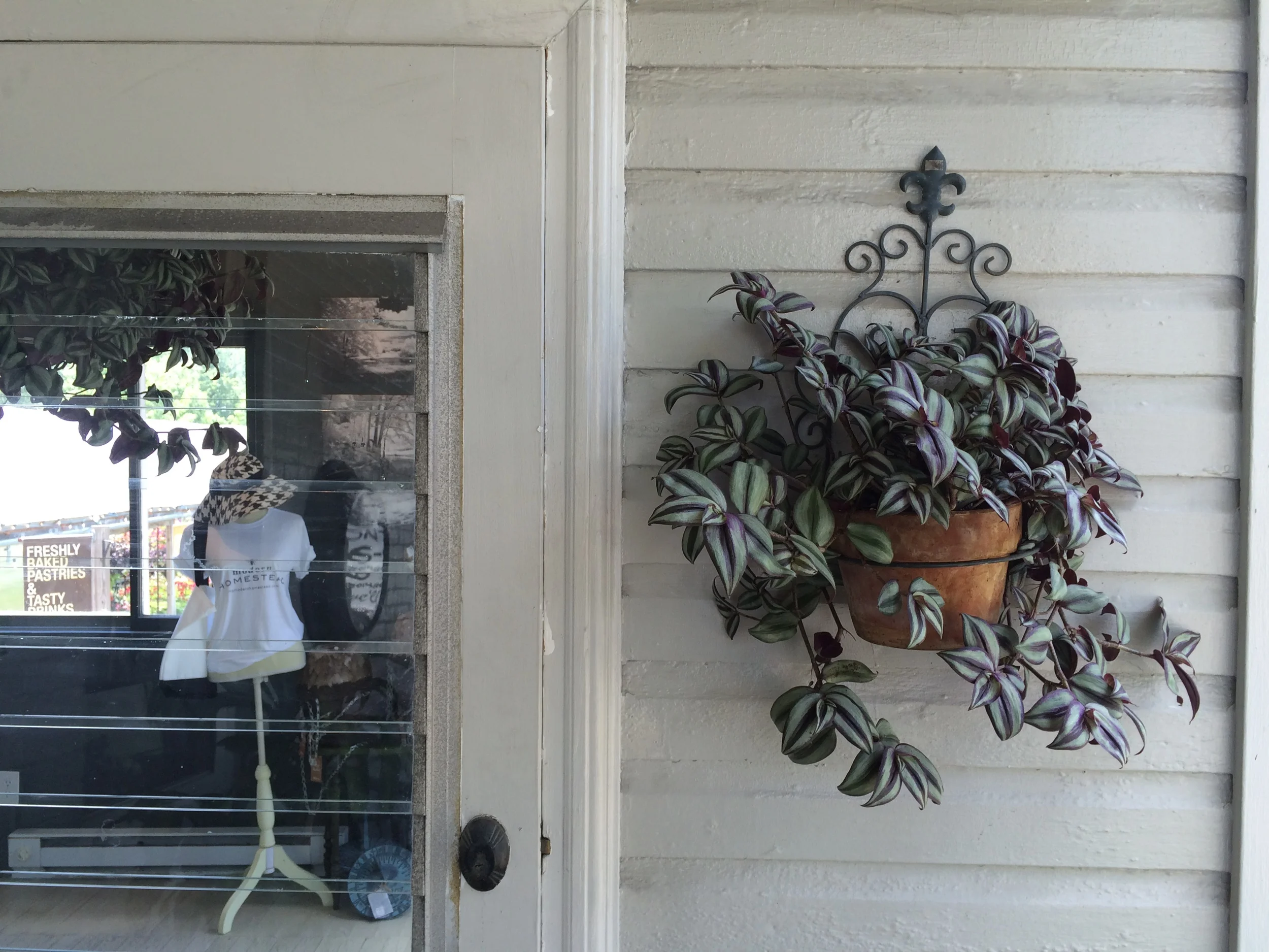 House Plants That Purify The Air In Your Home