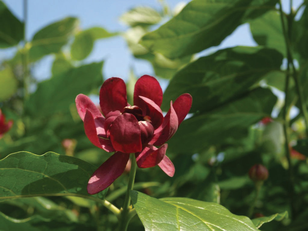 calycanthus_aphrodite_1.jpg