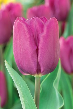 tulip-purpleprince.jpg