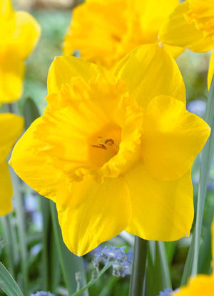 daffodil_dutchmaster.jpg