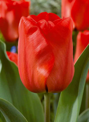 tulip-redimpression.jpg