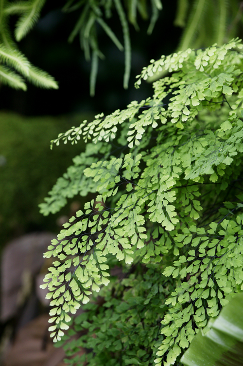 picture How To Care For Ferns Indoors how to care for ferns modern homestead