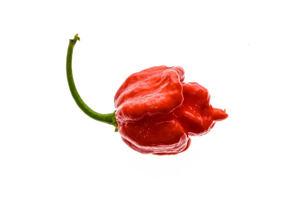 Scorpian Red Venom