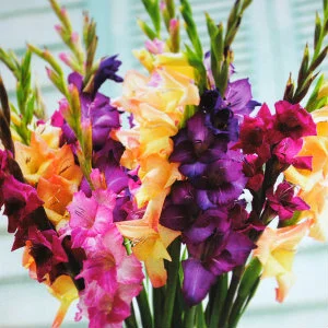 gladiolus-mardi-gras-mix-3.gif