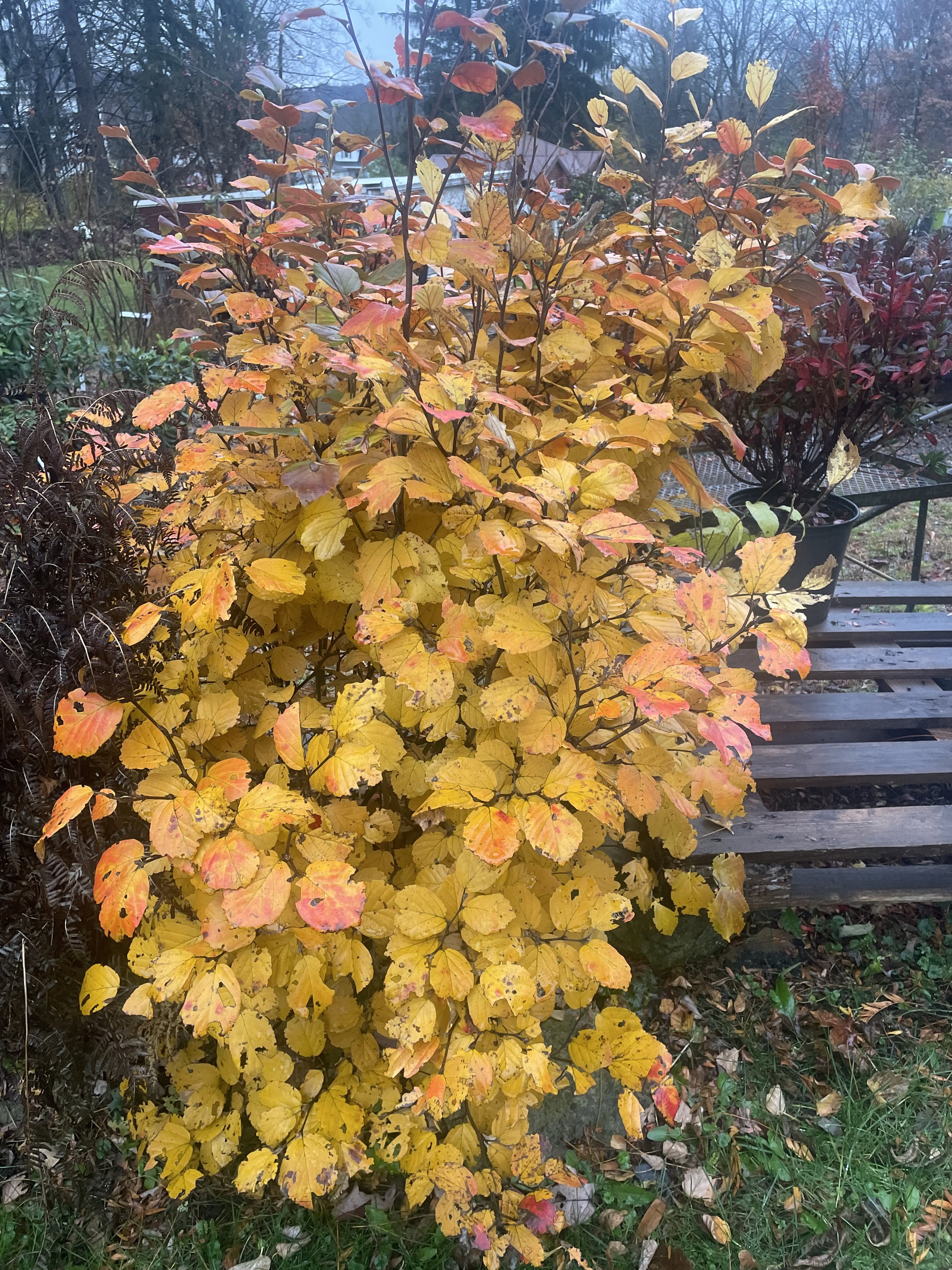CLOSED for Autumn Break