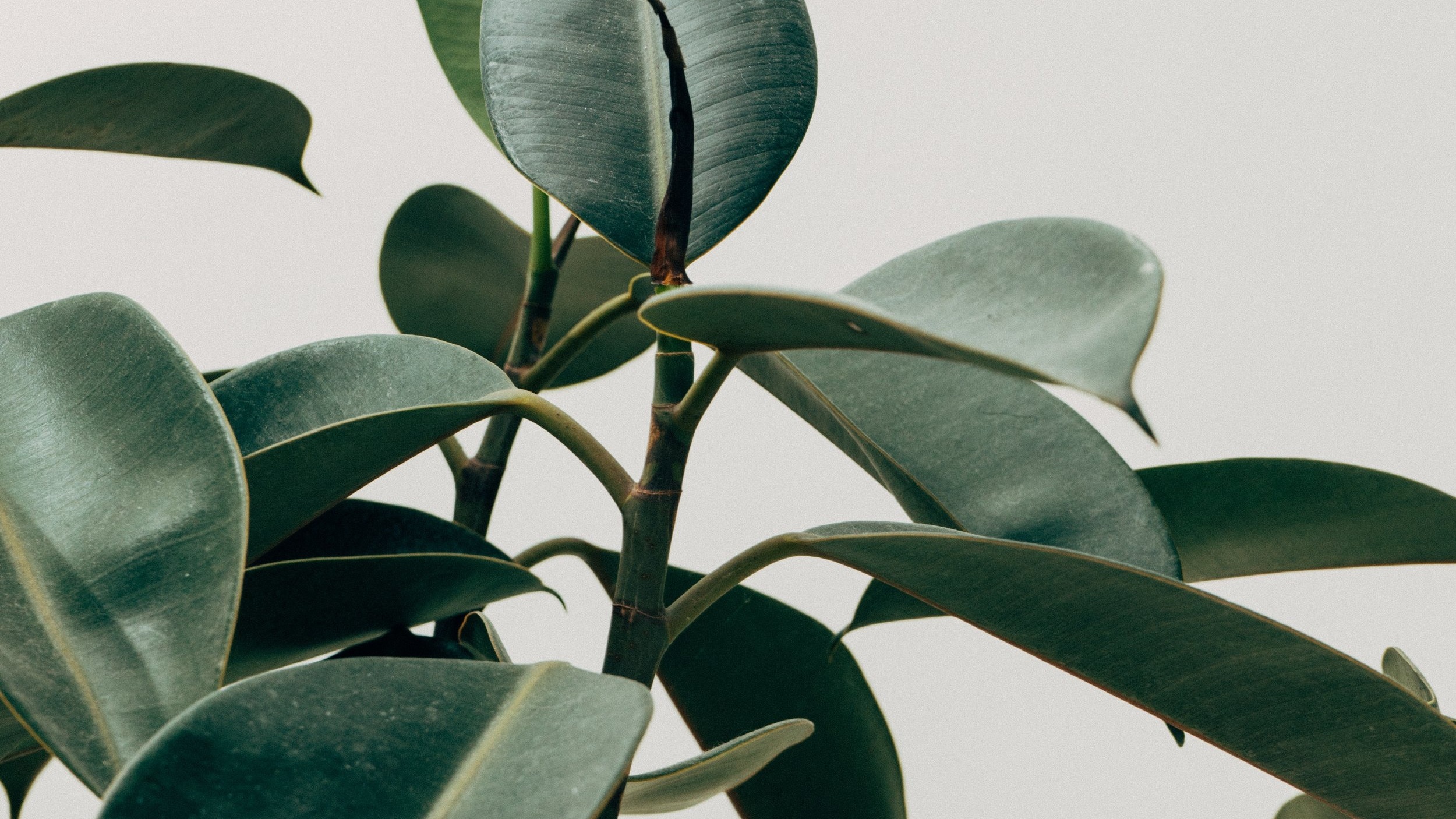 beautiful-botanic-botanical-1048035.jpg