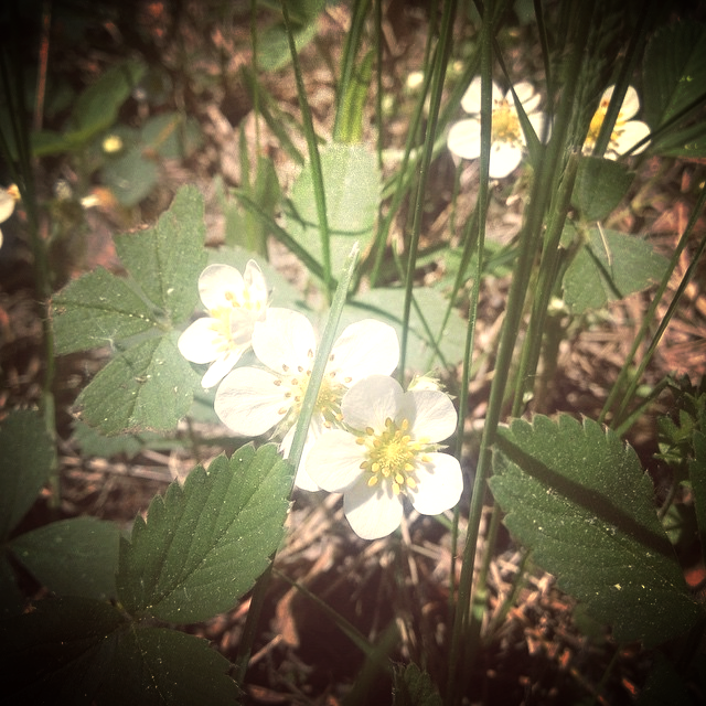 Dainty wild strawberry - a delicious spring surprise on the edge of our forest and a great addition to powdered cleansers.
