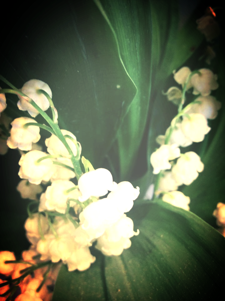 This fragrant Lily of the Valley blooms right under my daughters window on her birthday.
