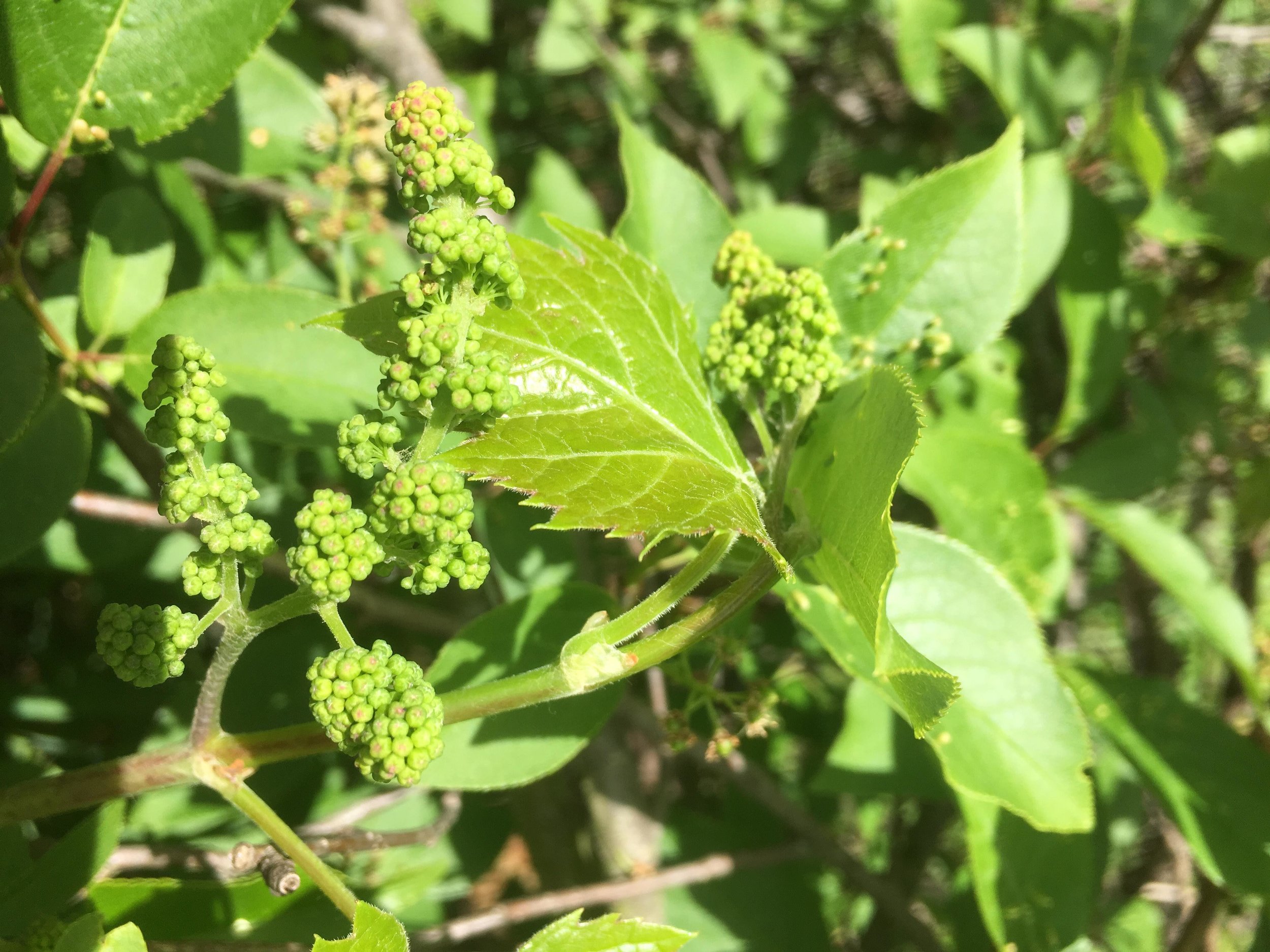 Tiny grapes.