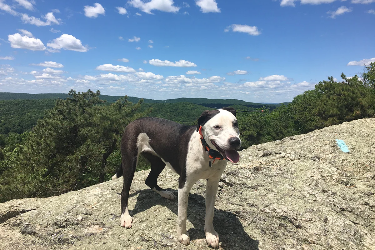 Dog Meets Copperhead at Ragged