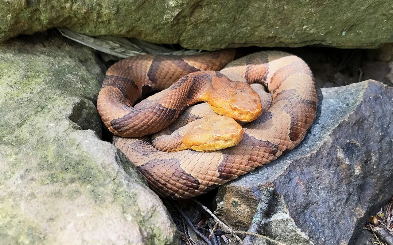 RMF-Copperhead-2.jpg