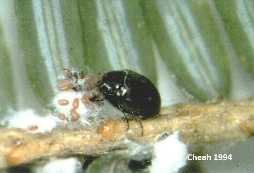 Ladybeetles to the Rescue