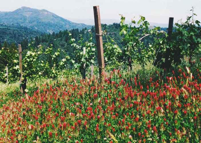 Clover-vineyards-web-500.jpg