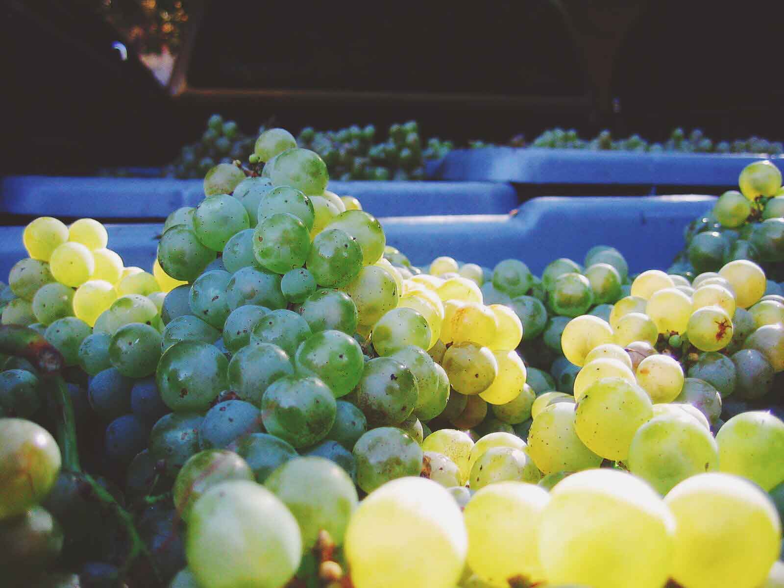 chardonnay-grapes-close-up-web.jpg