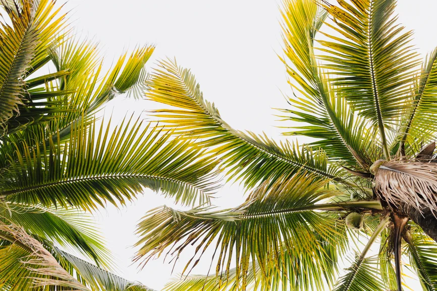 LuleeSTJpalmtrees.jpg