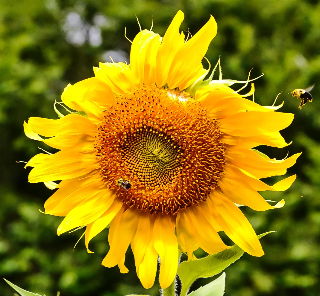 Sunflower 1