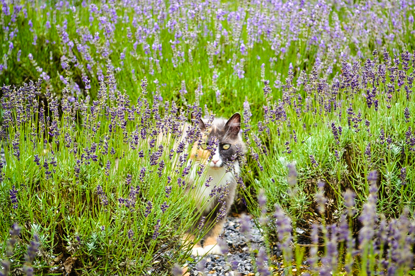 Lavender Cat