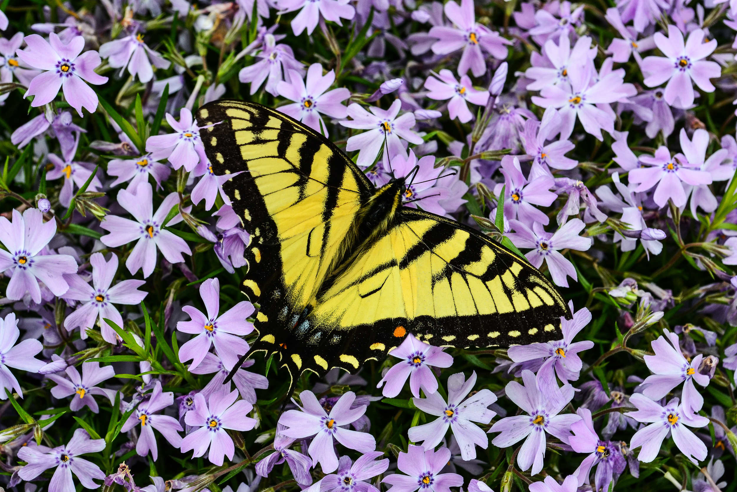 Purple Love Affair