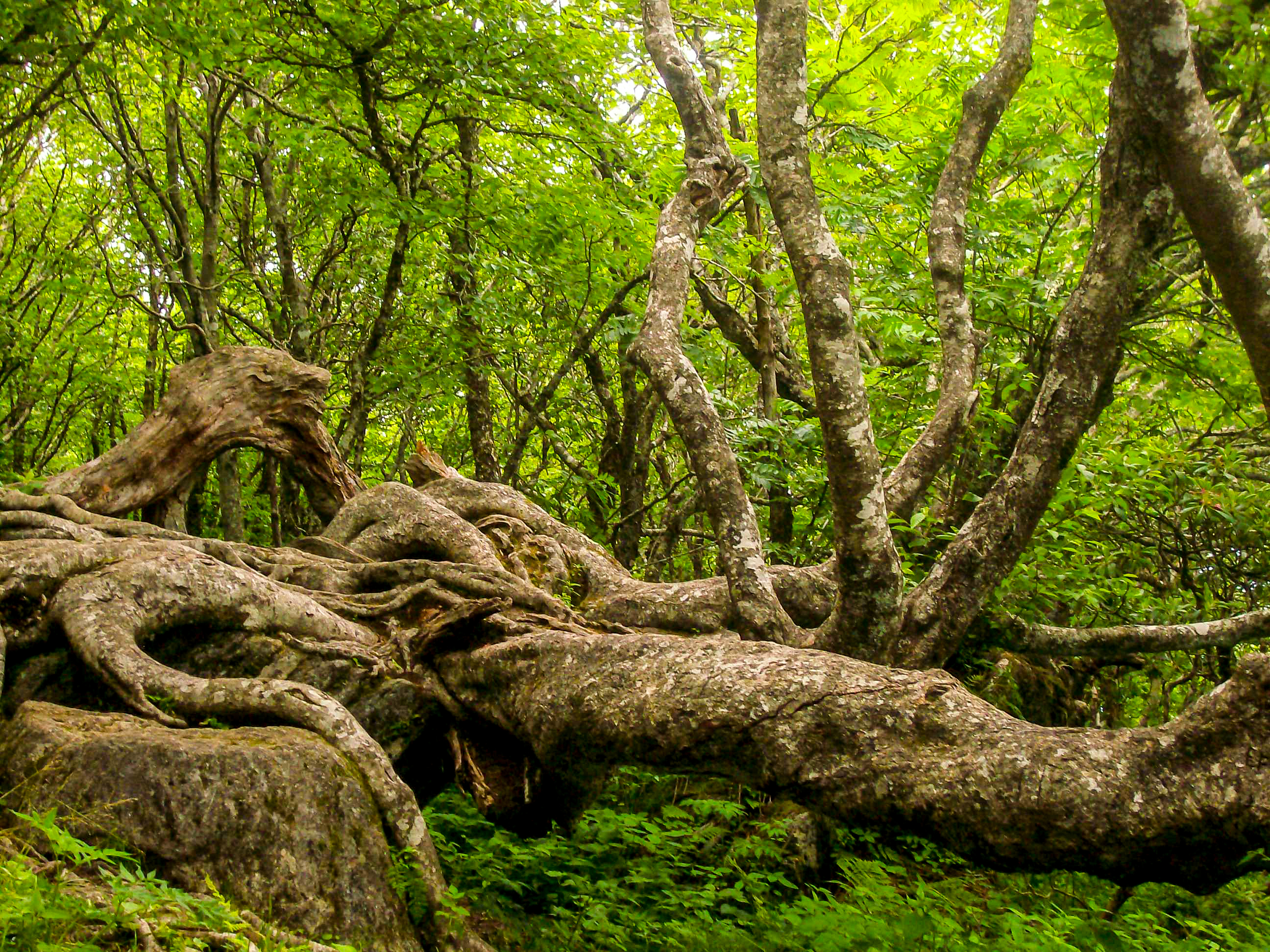 Guardian of the Woods