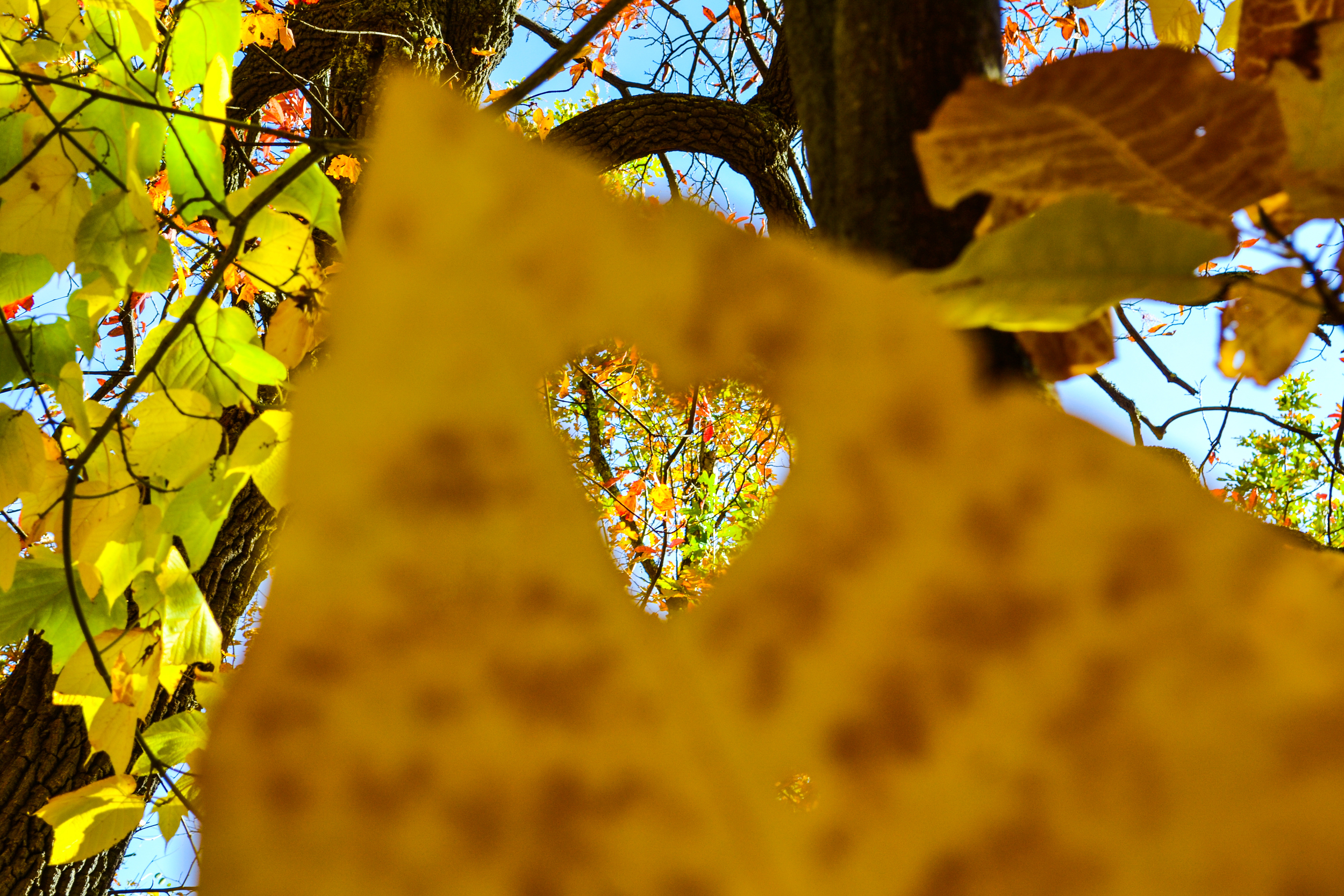 Nature Love