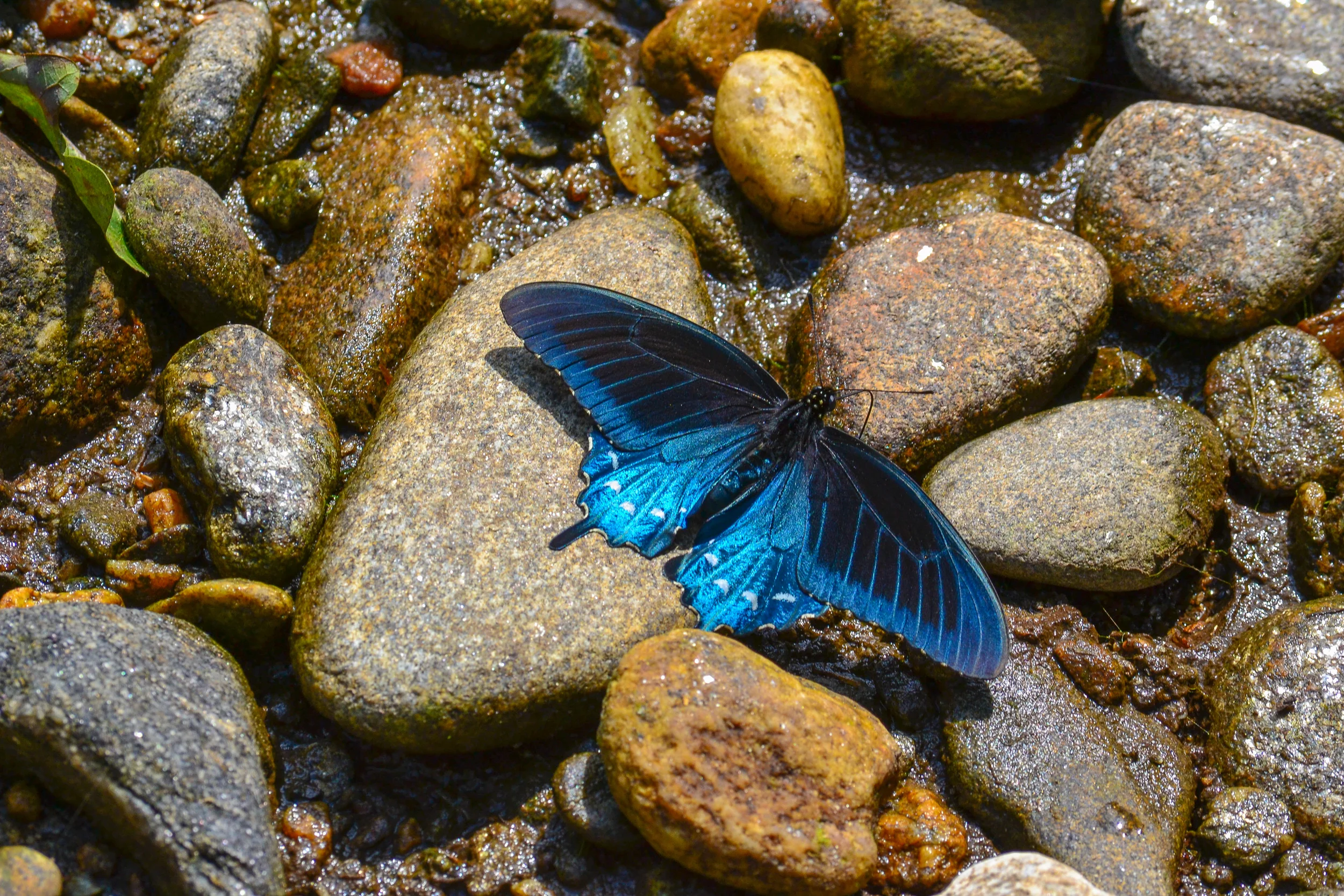 Blue Beauty