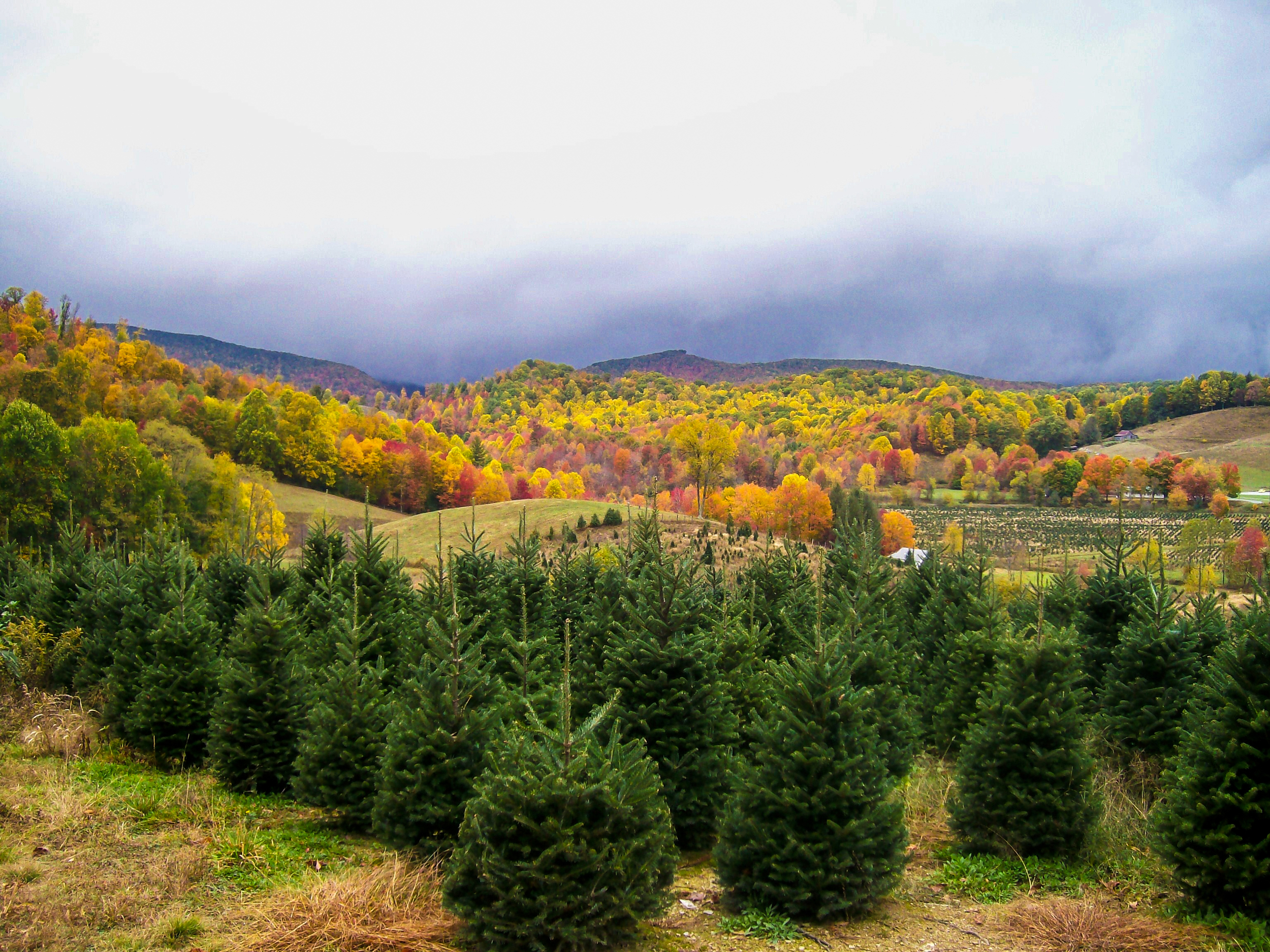 Christmas Tree Farm