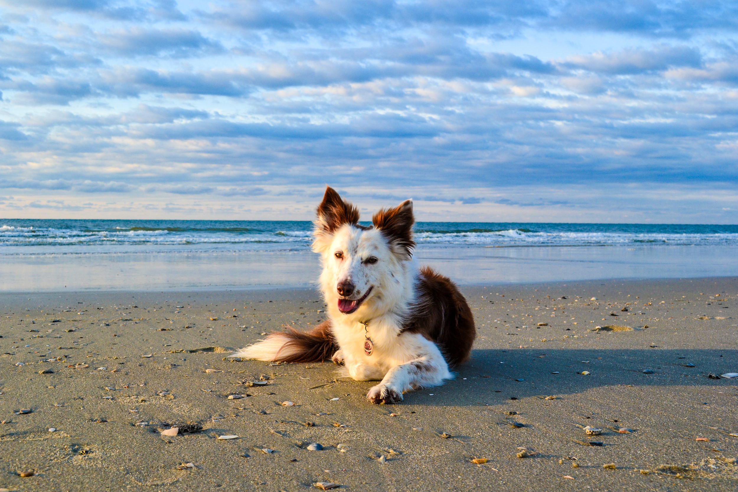 Beach Pup