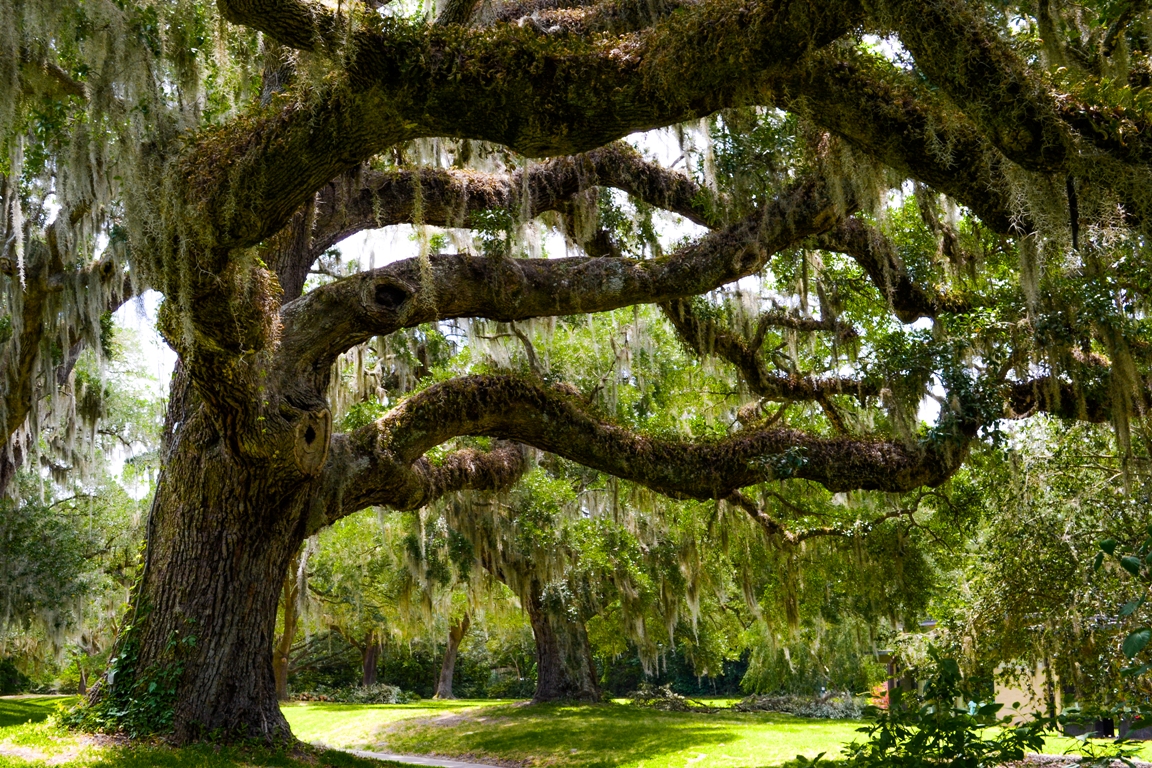 Live Oaks