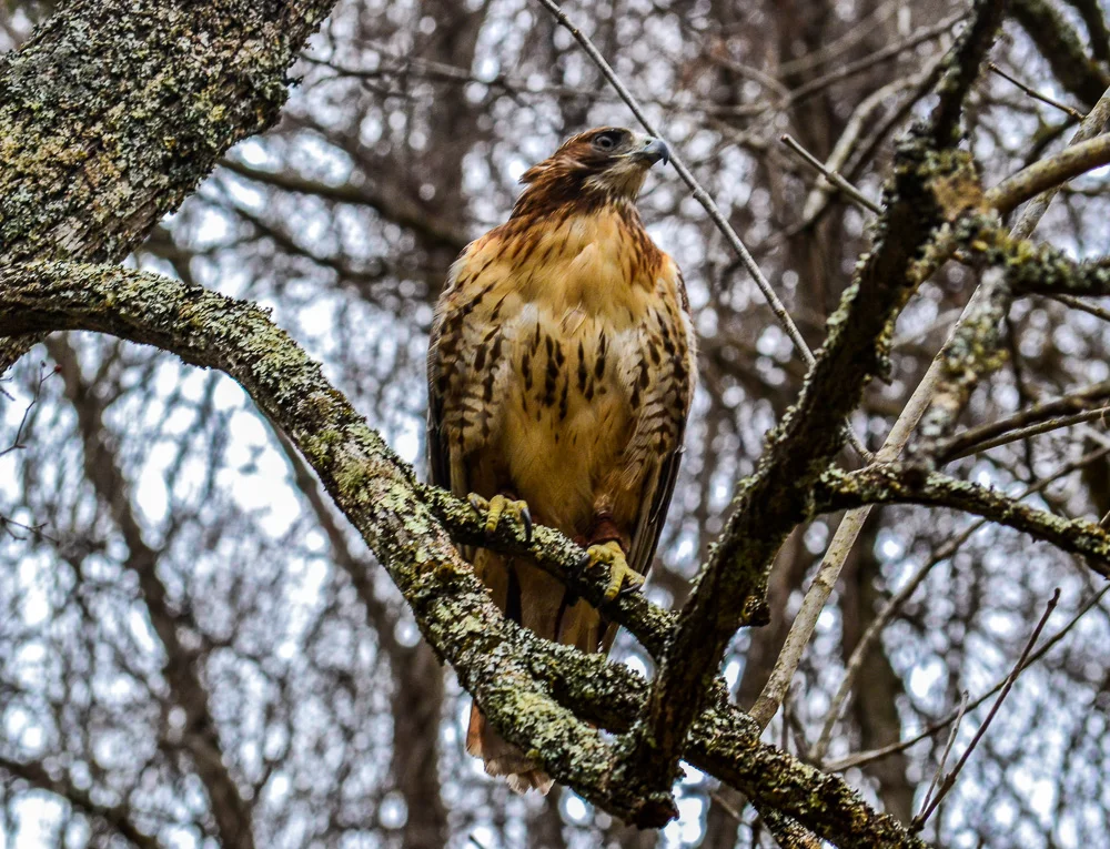 Red Tail in Winter