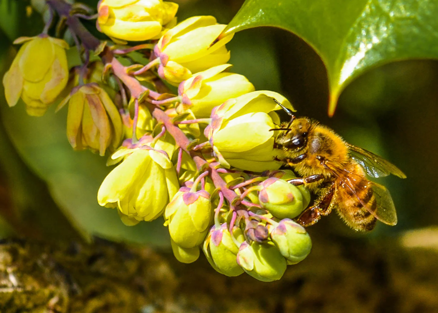 Spring's Offerings