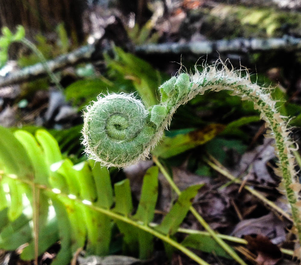 Nature Unfolding